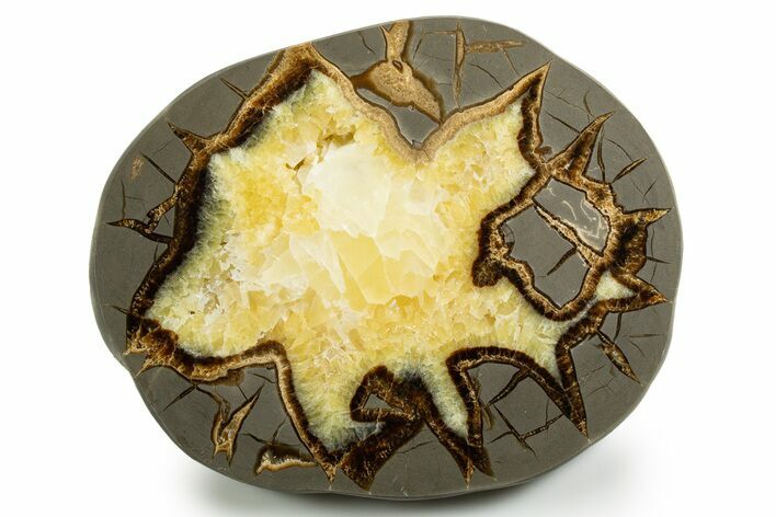 Polished Septarian Slab - Utah #338210